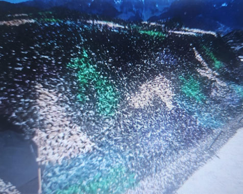 Camouflage Net